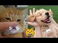 The funniest petss ever 6   thats incredibly fun  joyspets