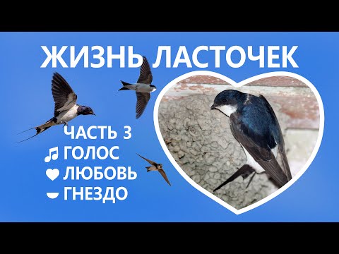 Видео: Жизнь ласточек #3/5. ♬ Голос. 