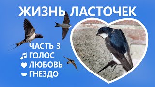 Жизнь ласточек #3/5. ♬ Голос. 💕 Образование пары. 🔨 Строительство гнезда