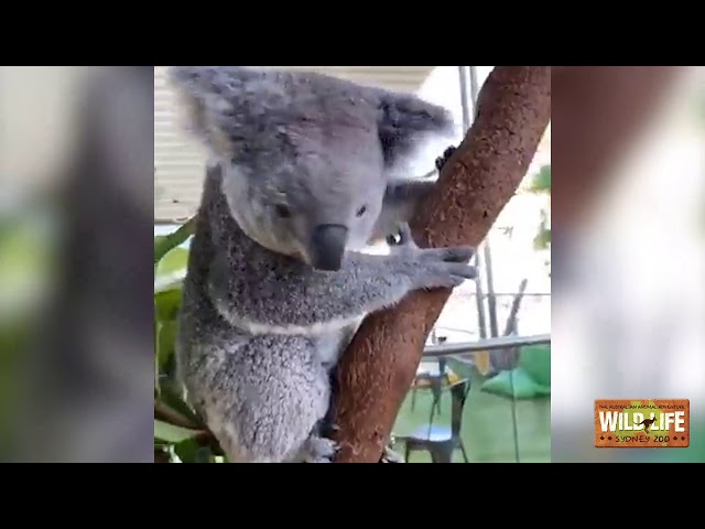 Keeper Interview: Behind the Scenes of a Koala Introduction - Los Angeles  Zoo and Botanical Gardens