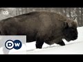 Return of the European bison | Eco-at-Africa