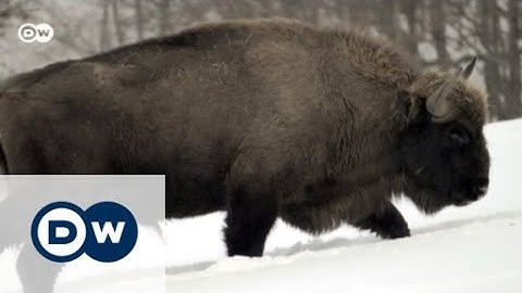 Return of the European bison | Eco-at-Africa