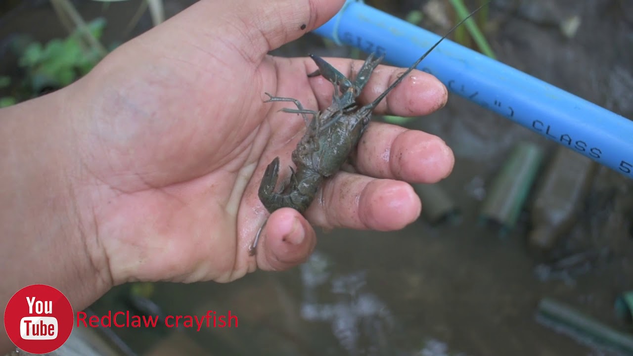 How to take care of Crayfish General Care and Feeding Tips