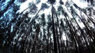 Заснеженный Лес, колыхание деревьев (Timelaps Таймлепс Таймлапс)