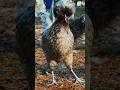 telling me the name of this chicken bride | Tatiane Dairy Farm | #viral #shortsfeed #shorts #vlog