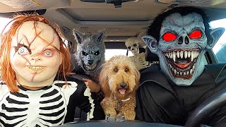 Chucky Surprises Wolf & Puppy with Dancing Car Ride!