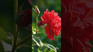 Blooming softly, just like dreams coming true 🌹 #rose #gardening #cinematic #nature #beautiful
