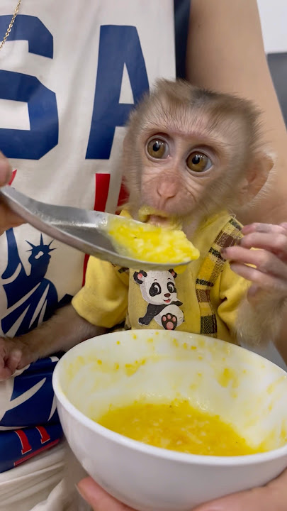 Mother feeds baby monkey  porridge🤨Monkey Susu
