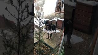 winter ears of my spaniel