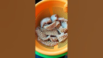 Thumbnail of Part 2: Tips for making beef tripe tender and odorless