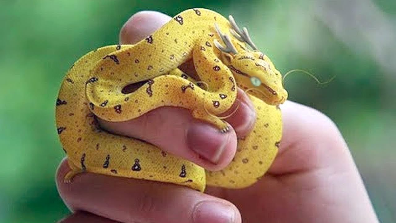 15 Most Unique Exotic Reptiles in the World - YouTube