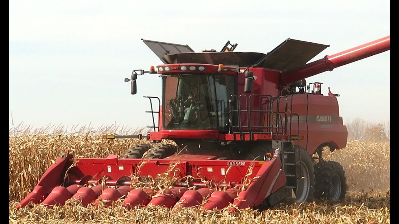 Harvest 2020 Case IH 7120 Axial Flow Combine Harvesting Corn Corn
