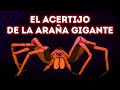 Resuelve el acertijo de la araña y demuestra que eres más inteligente que la mayoría