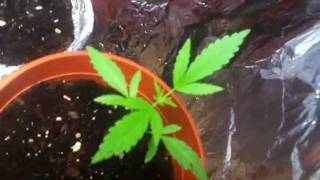 growing weed indoors week 2 with yung blaze
