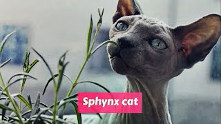 Sphynx (Cat) Felis catus
