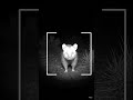 CCTV Camera Captures a Opossum Near the Desert Outpost at Night JAN 21 202602:14:38 AM