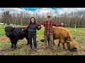 We bought highland cattle for our off grid homestead