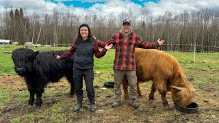 We BOUGHT HIGHLAND CATTLE For Our OFF GRID Homestead!