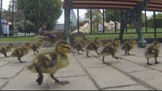 Disneyland Ducks and Ducklings