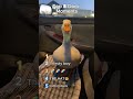 Top 5 Duck moments! #bunny #animalvideos #pets #ducks #duck #animals #animal #funnyanimals #funny