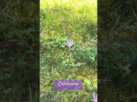 Colchicum: Highly poinsonous!