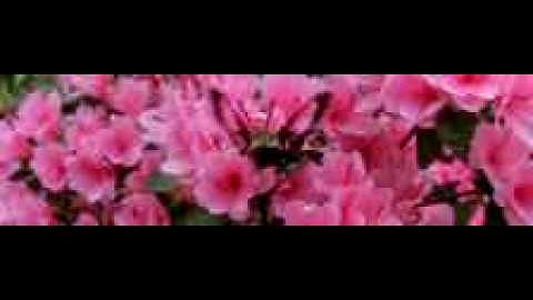 Sphinx ("hummingbird") Moth on azalea in slow motion