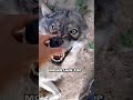 A Man And His Wolf Find Unlikely Friendship вќ пёЏ A Man And His Wolf Find Unlikely Friendship вќ пёЏ