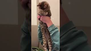 Amazing Funny Cats Trending Clips Best Cats Video 