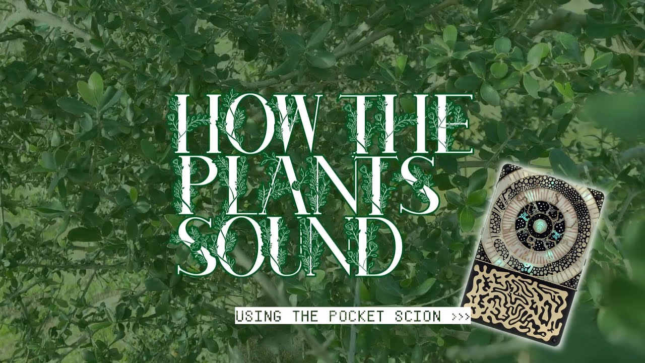 HOW the PLANTS sound (using the Pocket Scion by Instruo)