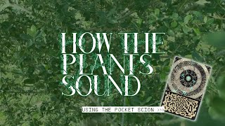 HOW the PLANTS sound (using the Pocket Scion by Instruo)
