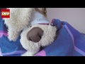 Talking Tom And Friends Sleepless Ben Episode 1 In Real ...
