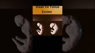 İnsan Ve Yunus Evrimi ♥️ Resimi