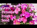 Petunia Flower: How to grow from seeds and take care