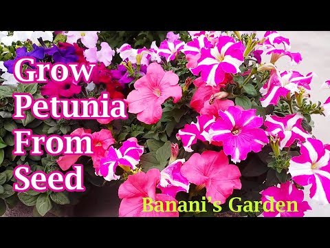 Video: Growing Petunia: Tips til Petunia-pleje