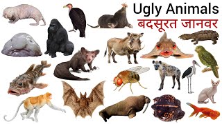 Ugly Animals Name | बदसूरत जानवर | Ugly animals With Pictures | Easy English Learning Process