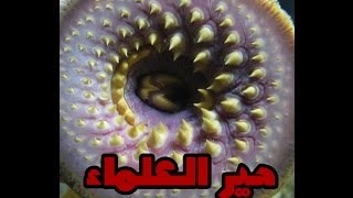 شاهد ماذا يحدث مع كائن الجلكي II سبحان الله !!