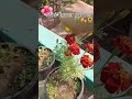 Flower garden 🌺#minivlog#youtubeshorts#growagarden#memepage#viral_video#sharesubscribe#followpage#me