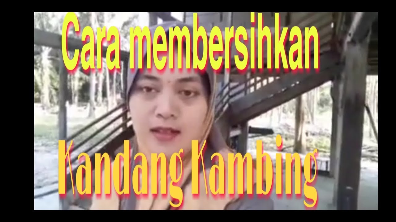 Cara Membersihakan Kandang Kambing 
