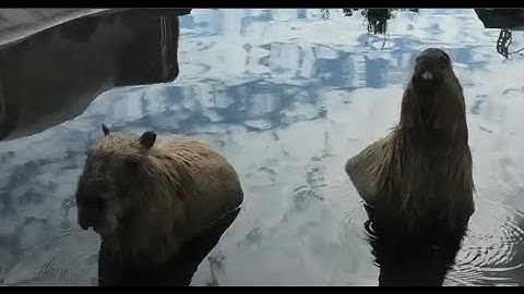 Vlog 14: Capybara Cruelty and Japanese Imperialism (October 2, 2025)