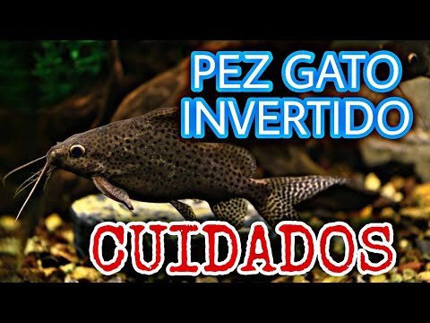 Video: Guía de especies de bagre Synodontis