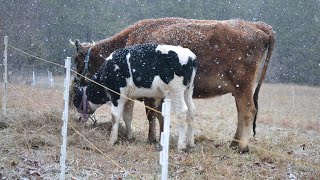 How to castrate or band an older bull calf!