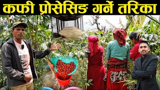 कफी प्रोसेसिङ सम्बन्धि हेर्नै पर्ने रोचक भिडियो - Manually Coffee processing in the village