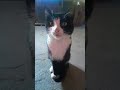 Mais que lindo gato fofo #petsfofinhos#pets#funny#yourcat#cat#gatos#pet