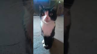 More Than Just A Cute Cat cutepets pets funny yourcat cat cats pet