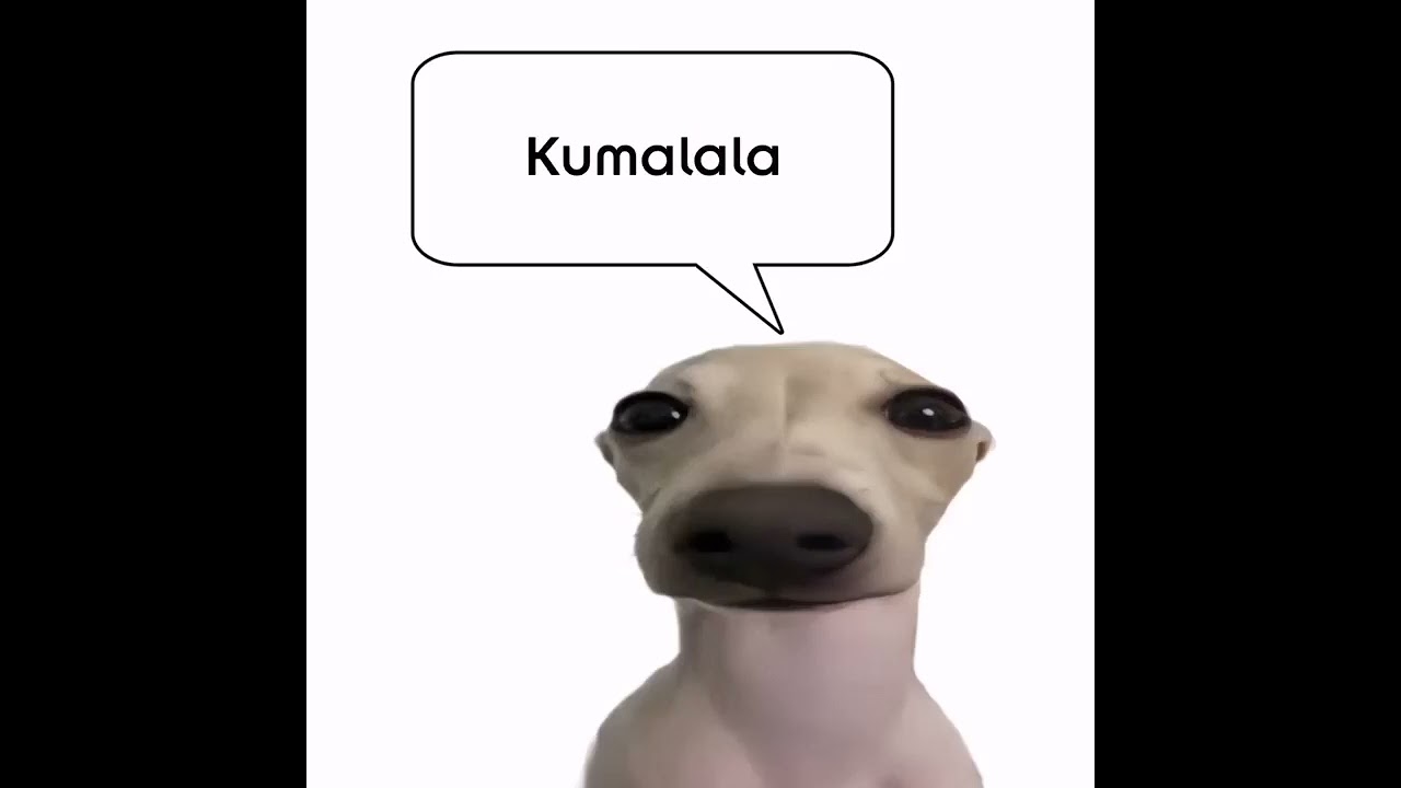 Rat dancing to Kamalala kumalala kumala savesta in 2023