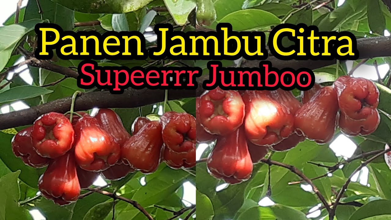 Panen Jambu Citra Super Jumbo di Musim Hujan !!!