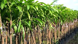 Mango del Campo Experimental Rosario Izapa