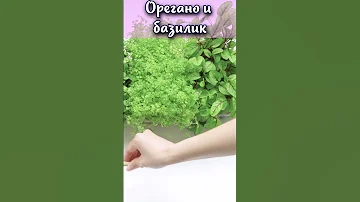 В чем разница между орегано и базиликом? #shorts