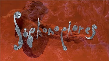 MAUD THE MOTH - Siphonophores (The Distaff, 2025) / Video by @suckerspeedfilms