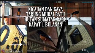 KICAUAN MURAI BATU HUTAN SUMATRA BENGKULU BARU DAPAT SATU BULANAN VS MURAI BATU TANGKARAN